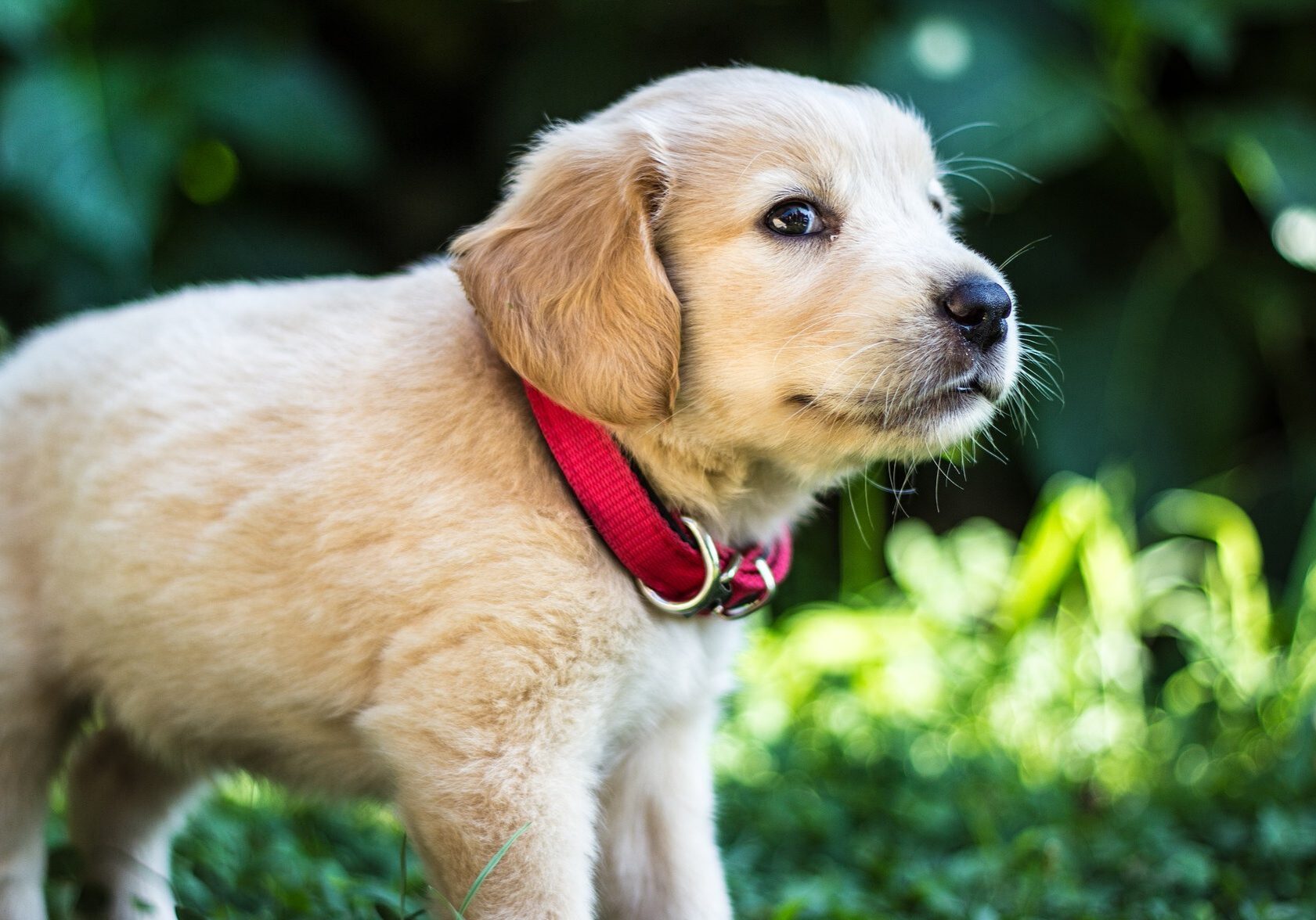 puppies-1871261_1920