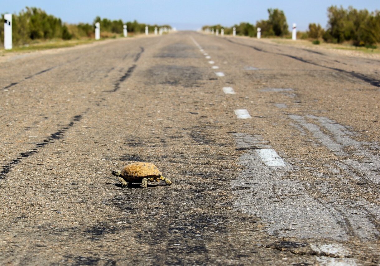 turtle-g4066077fe_1280